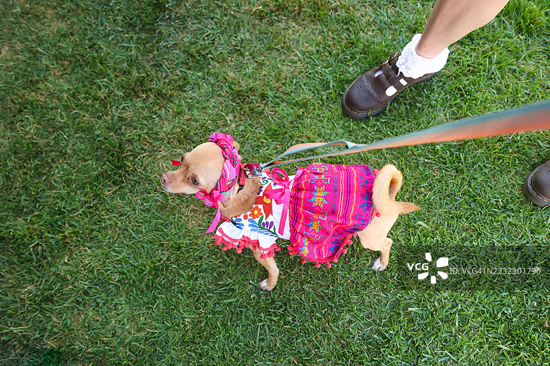 穿着墨西哥服装的吉娃娃图片素材