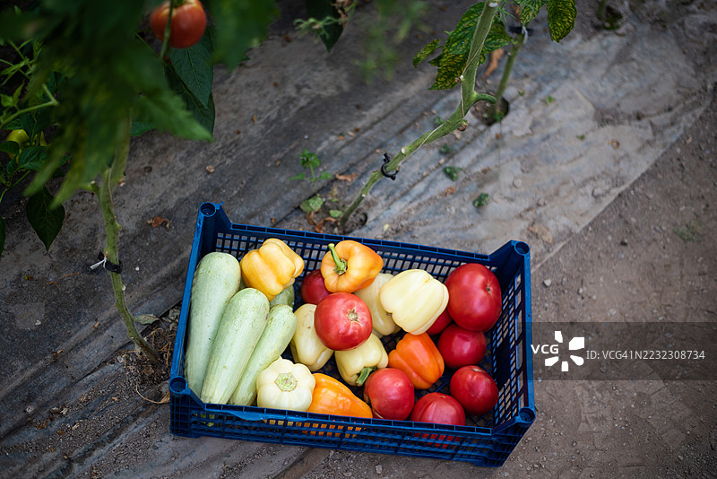 新鲜农场收获的蔬菜装在篮子里图片素材
