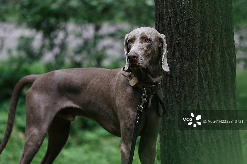 年轻的灰色魏玛猎犬在自然公园里玩耍和散步图片素材