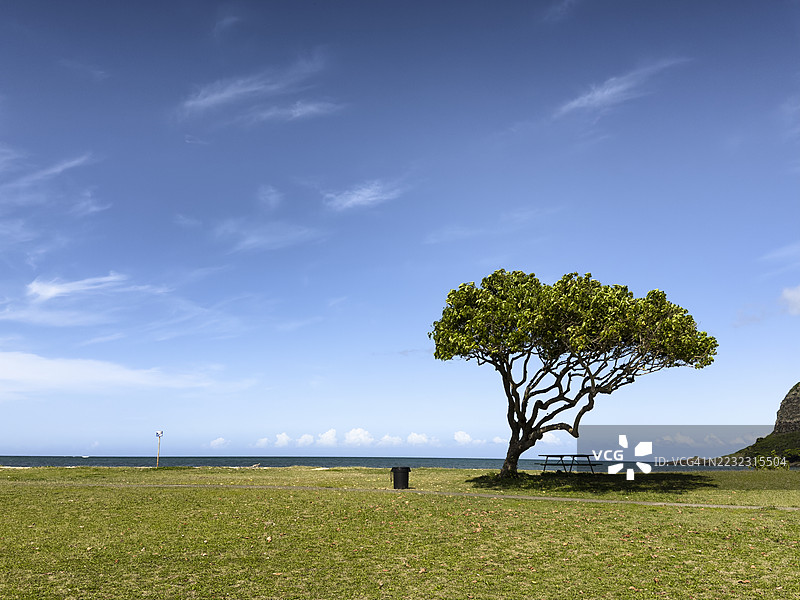 从地面视角看夏威夷瓦胡岛的库阿洛公园、海岸草地和太平洋地平线图片素材