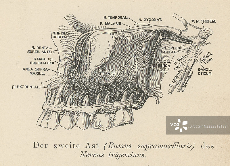 三叉神经的老式雕刻插图，三重神经，第五脑神经，脑神经V，或简单称为CN V，是一种负责面部感觉和咬合、咀嚼等运动功能的脑神经。图片素材