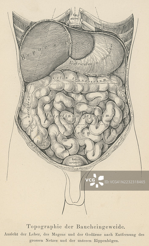 老式雕刻插图，展示了腹腔，这是人类和许多其他动物体内的一个大腔体，位于胸腔下方，盆腔上方，包含多个器官。图片素材