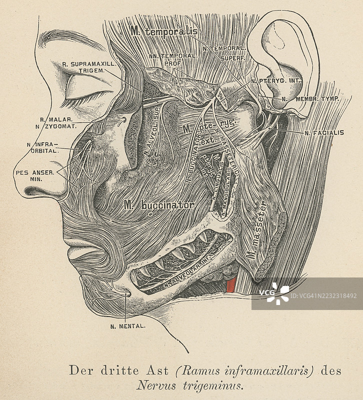 三叉神经的老式雕刻插图，三重神经，第五脑神经，脑神经V，或简单称为CN V，是一种负责面部感觉和咬合、咀嚼等运动功能的脑神经。图片素材