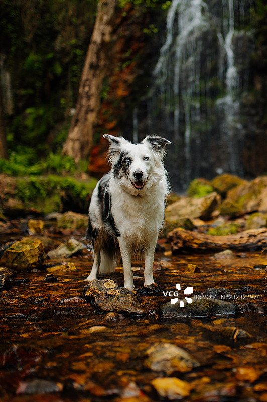 边境牧羊犬在阿斯图里亚斯的关卡瀑布享受徒步旅行图片素材