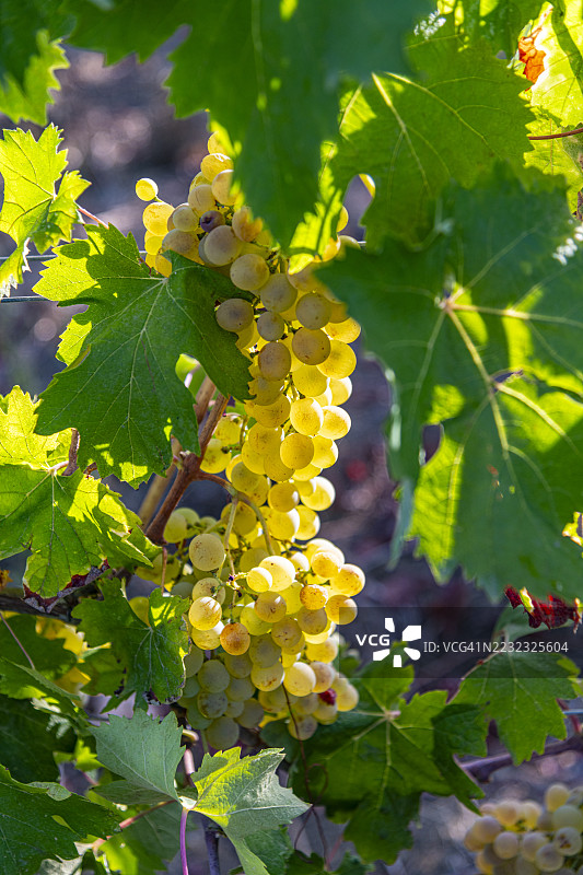 奎尔切托的吉诺里城堡，2021年葡萄收获图片素材