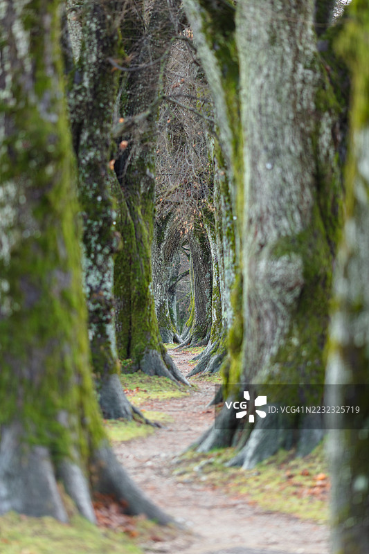 森林，花朵，自然，景深图片素材