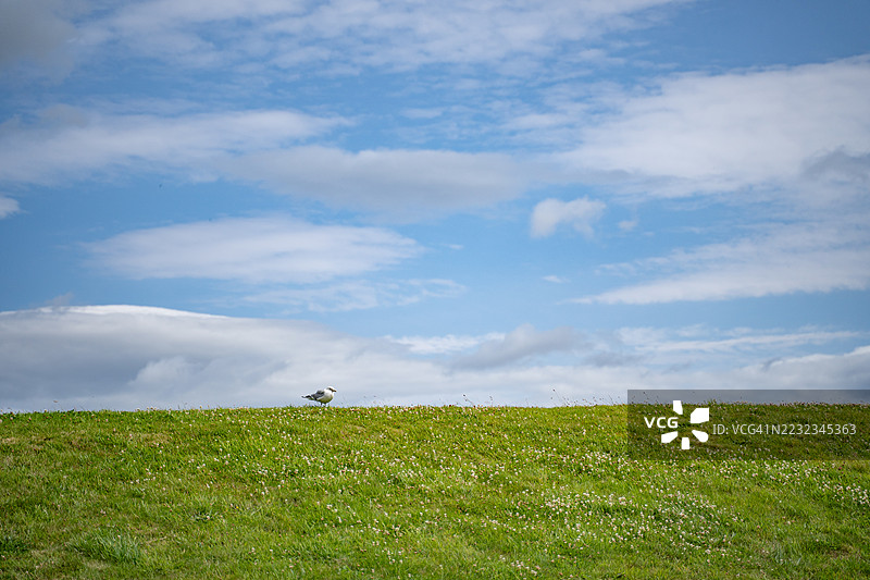 蓝天下，一只海鸥栖息在三叶草覆盖的山丘上图片素材