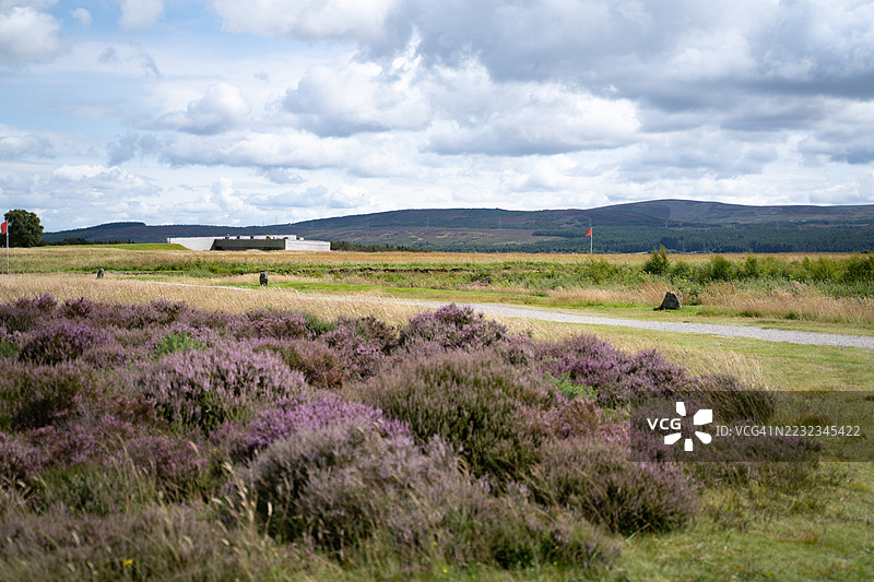 卡洛登战场的紫色石楠花图片素材