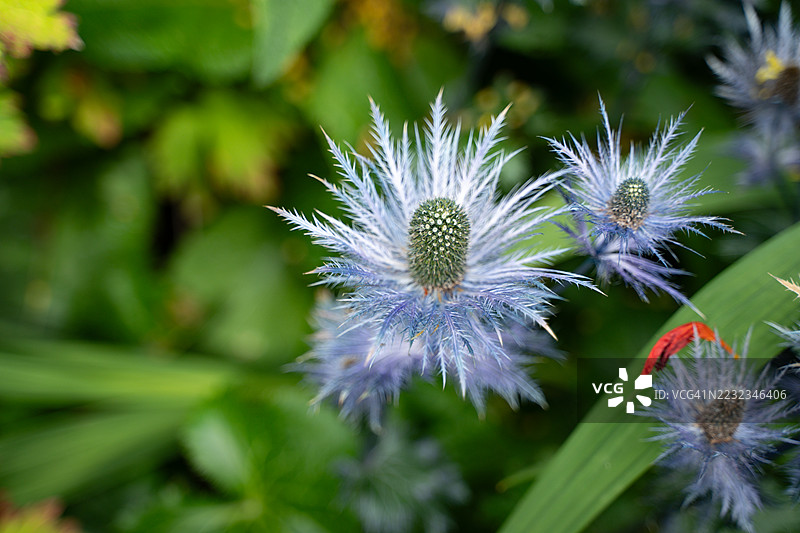紫色高山海 Eryngium alpinum 蓝刺头花图片素材
