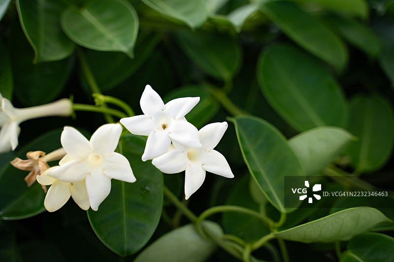 马达加斯加茉莉，又名 Stephanotis floribunda、蜡花、夏威夷婚庆花或新娘花环图片素材