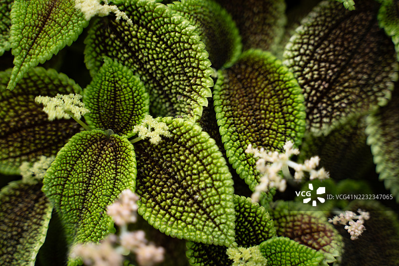 美丽的绿色银叶草“月亮谷”荨麻科植物特写背景图片素材