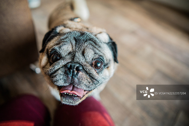 家里的巴哥犬图片素材