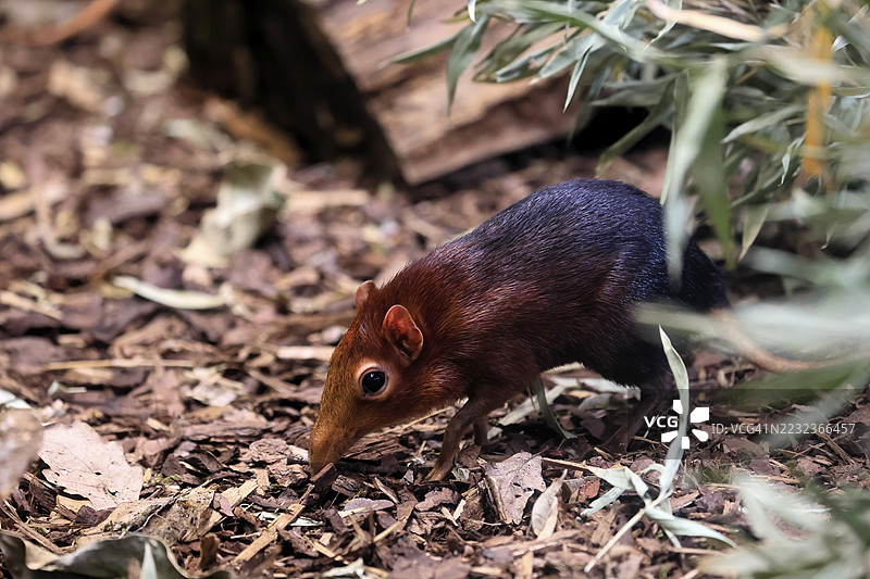 红肩长鼻犬（Rhynchocyon petersi），长鼻跳跃者，成年，觅食，警觉，地面上，东非，非洲，圈养图片素材