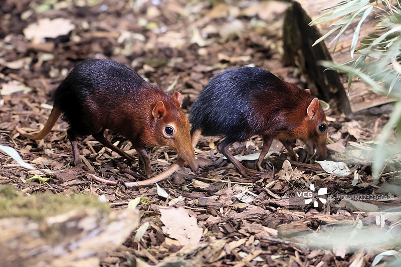 红肩长鼻犬（Rhynchocyon petersi），长鼻跳跃者，成年，觅食，成对，两个，警惕，地面上，东非，非洲，圈养图片素材
