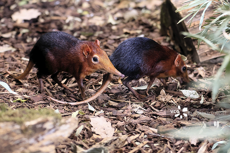 红肩长鼻犬（Rhynchocyon petersi），长鼻跳跃者，成年，觅食，成对，两个，警觉，地面上，东非，非洲，圈养图片素材