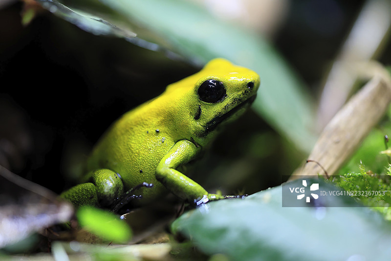 黑腿毒蛙（Phyllobates bicolor），成年，警觉，南美洲，圈养图片素材