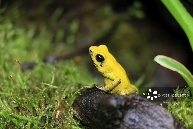 黑腿毒蛙(Phyllobates bicolor),成年,警觉,南美洲,圈养图片素材