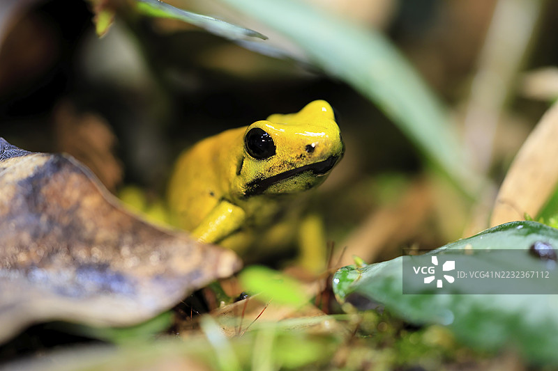 黑腿毒蛙(Phyllobates bicolor),成年,警觉,南美洲,圈养图片素材