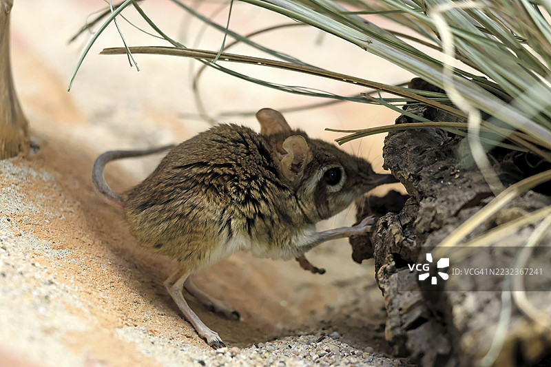红色象鼩鼱（Galegeeska rufescens），成年，趴在地上，觅食，警觉，东非图片素材