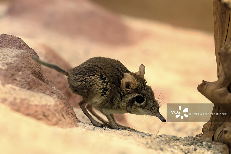 红色象鼩鼱（Galegeeska rufescens），成年，趴在地上，觅食，警觉，东非图片素材