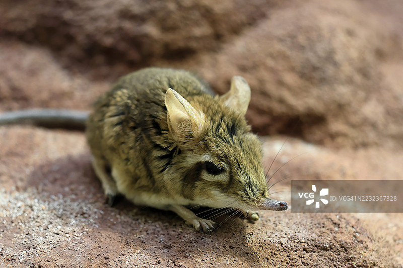 红色象鼩鼱（Galegeeska rufescens），成年，趴在地上，觅食，警觉，东非图片素材