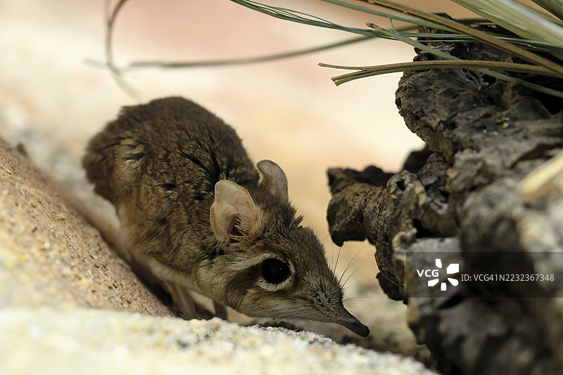 红色象鼩鼱（Galegeeska rufescens），成年，趴在地上，觅食，警觉，东非图片素材