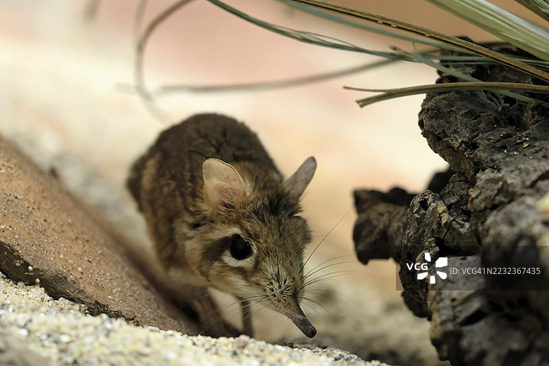 红色象鼩鼱（Galegeeska rufescens），成年，趴在地上，觅食，警觉，东非图片素材