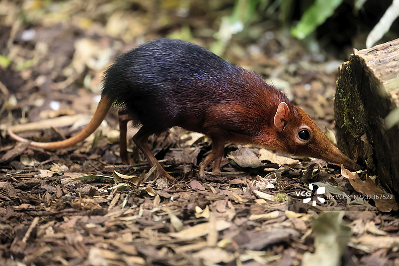 红肩长鼻犬（Rhynchocyon petersi），长鼻跳跃者，成年，觅食，警觉，地面上，东非，非洲，圈养图片素材