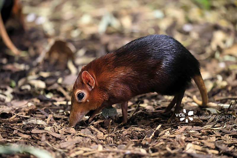 红肩长鼻犬（Rhynchocyon petersi），长鼻跳跃者，成年，觅食，警觉，地面上，东非，非洲，圈养图片素材