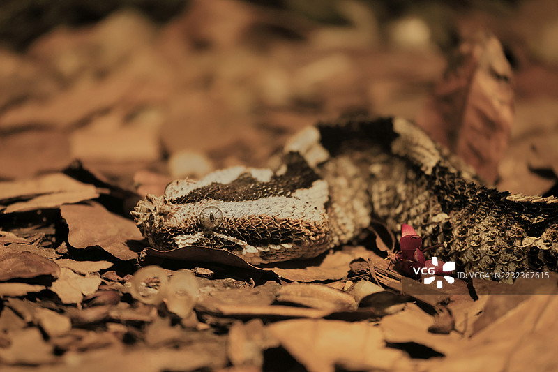 犀角蝰蛇（Bitis nasicornis），成年，觅食，警觉，地面，西非，非洲，圈养图片素材
