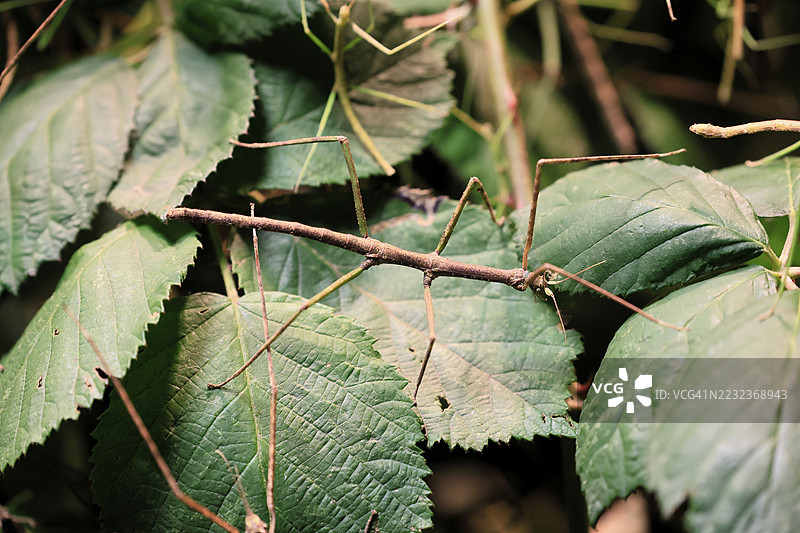 越南安南竹虫（Medauroidea extradentata），越南棍虫，幽灵虫，成年，觅食，进食，伪装，在树叶中，越南图片素材