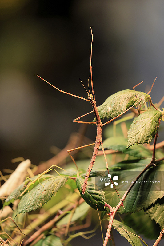 越南安南竹虫（Medauroidea extradentata），越南竹虫，幽灵虫，成虫，觅食，进食，伪装，生长在叶丛中，越南图片素材