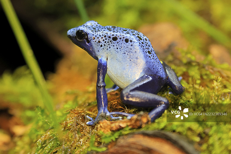 蓝色毒箭蛙(Dendrobates tinctorius),蓝色毒箭蛙,成年,警觉,南美洲图片素材