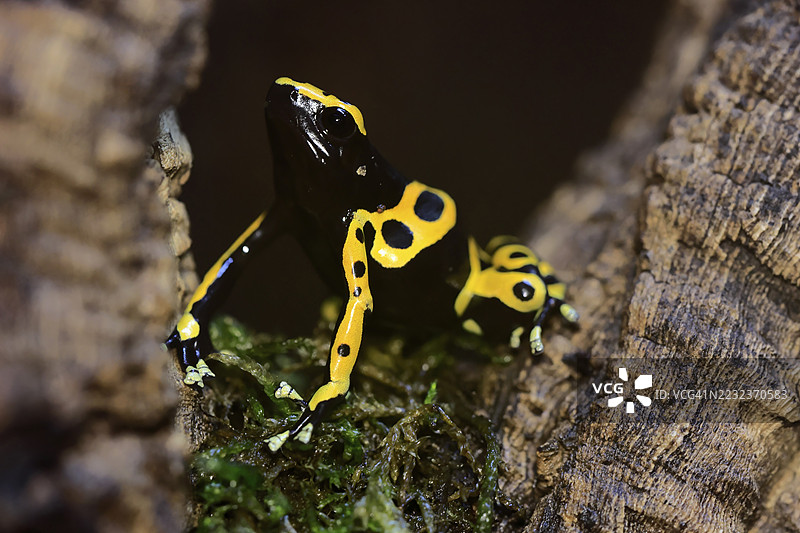 黄带毒箭蛙（Dendrobates leucomelas），成年，警觉，南美洲，圈养图片素材