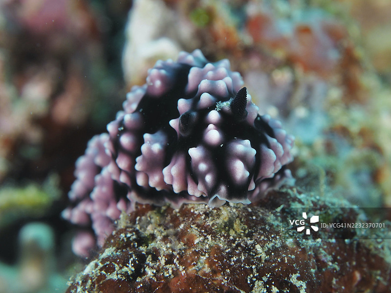紫色点状海兔，黑色身体，疣状蜗牛（Phyllidiella pustulosa），在海绵上。潜水地点：拿破仑，佩穆特兰，巴厘岛，印度尼西亚。图片素材