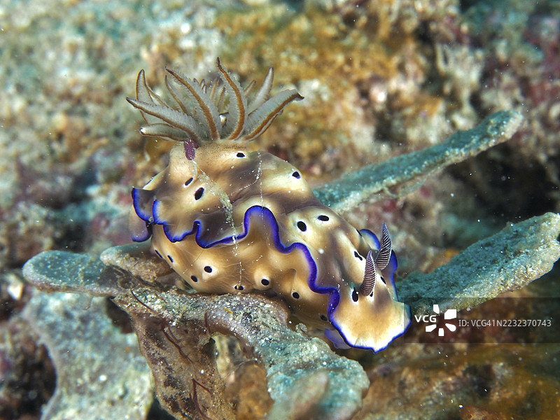 棕色斑点的海兔，蓝色边缘，壮丽的星海螺（Hypselodoris tryoni），在海中。潜水地点：拿破仑，佩穆特兰，巴厘岛，印度尼西亚。图片素材
