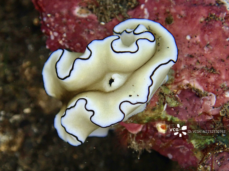 优雅的白色海螺，黑色边缘，黑边光滑海兔（Doriprismatica atromarginata），背景为红色。潜水地点为印尼巴厘岛图兰本的美国自由号沉船。图片素材