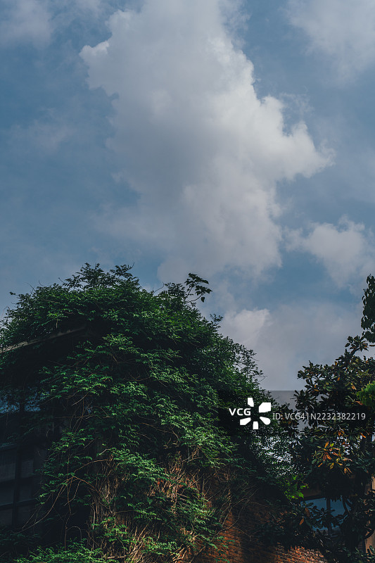 青翠的绿植覆盖在砖结构上，景德镇，江西，中国图片素材