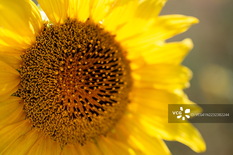 向日葵花心的特写摄影。图片素材