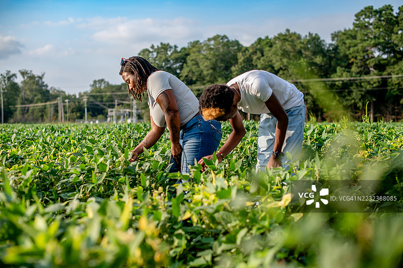 女农民和儿子在拔杂草图片素材