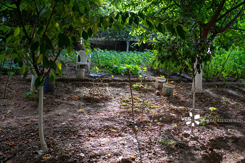 水果和蔬菜花园。受欢迎的经济。图片素材
