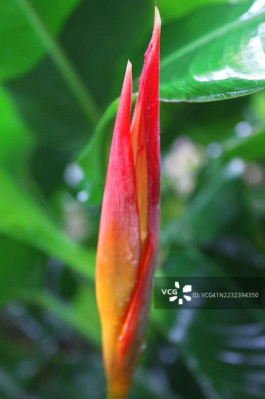 天堂鸟花盛开图片素材