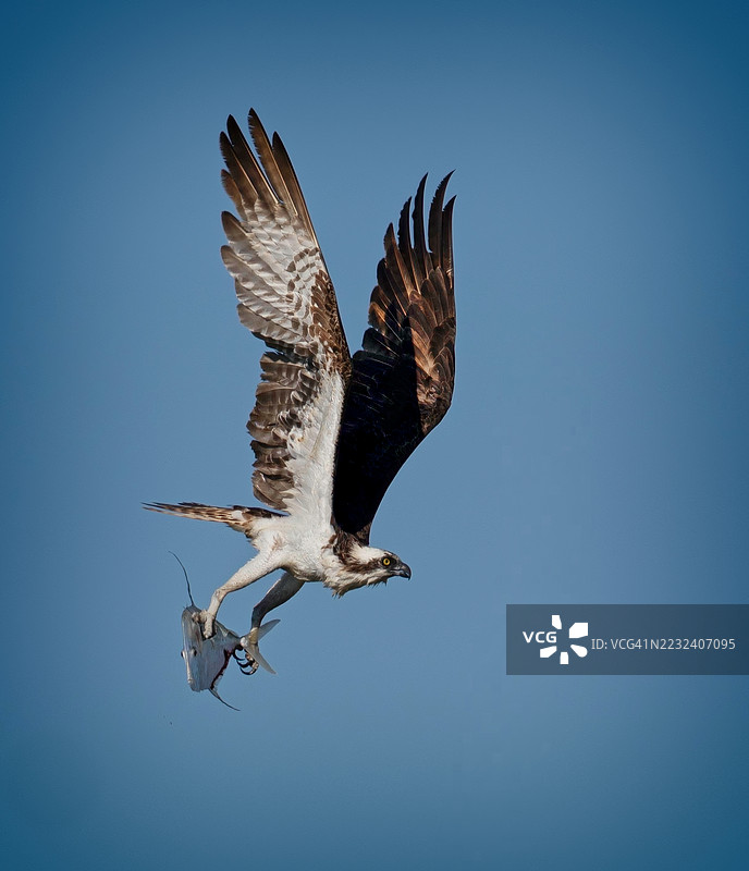 鱼鹰与刚捕获的鱼。图片素材