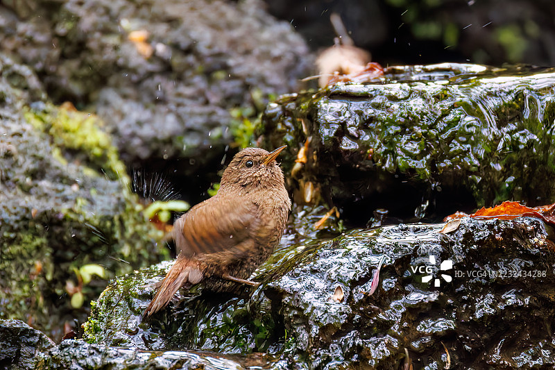 可爱的欧亚鹪鹩（Troglodytes troglodytes，属于灯笼鱼科）体型小巧，声音嘈杂而急促。正在春天里洗澡。富士吉田市，山梨县，日本 - 2025图片素材