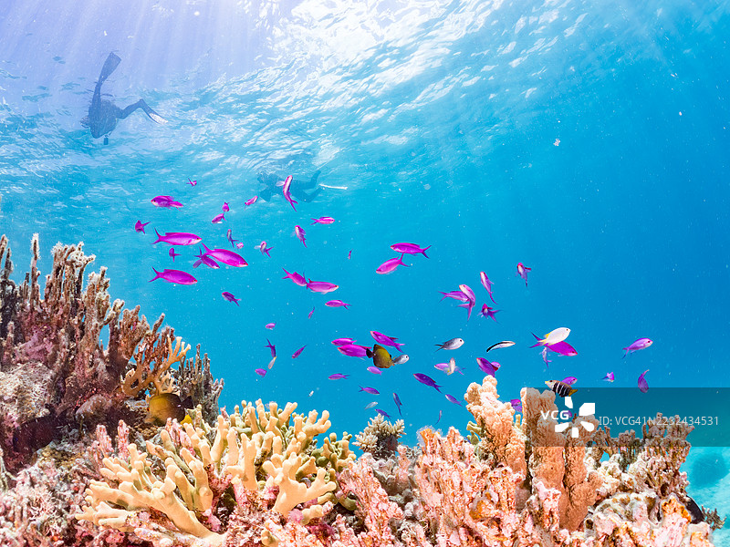 美丽的紫色女王鱼、紫水晶鱼、巴斯卡尔伪鲷、蓝绿小丑鱼、蓝绿铬鱼(Chromis viridis)等在奇妙的珊瑚礁中游弋。一群热带鱼。阿穆罗岛,座间味岛,庆良间群岛,2025年图片素材
