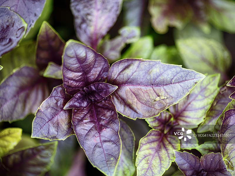 紫罗勒图片素材