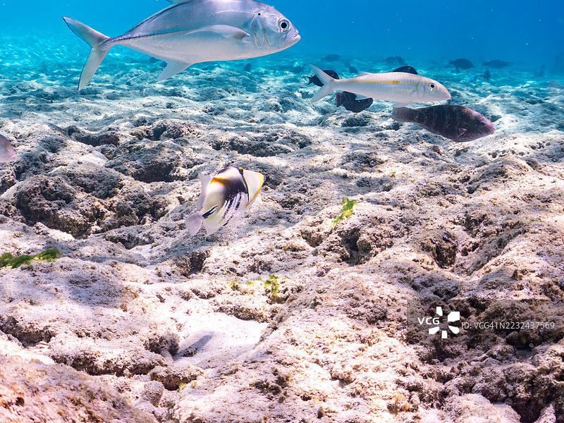 美丽的泻湖触须鱼。毕加索鱼，胡姆胡姆努库努库阿普阿（Rhinecanthus aculeatus）。大眼鲹，Caranx sexfasciatus，黄条山羊鱼，Mulloidichthys flavolineatus。一群热带鱼。外岛，座间味岛，庆良间群岛。图片素材