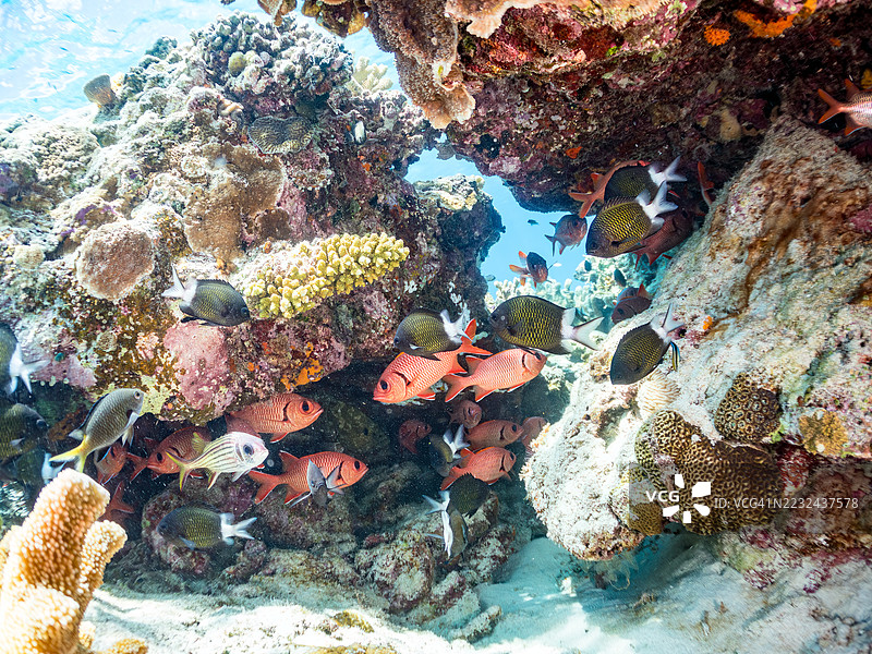 美丽的斑点眼士兵鱼（Myripristis berndti）和萨马拉松鱼（Neoniphon sammara）等在海洋洞穴中的鱼群。热带鱼群。美丽的珊瑚礁和游泳的人们。加希岛，座间味。图片素材