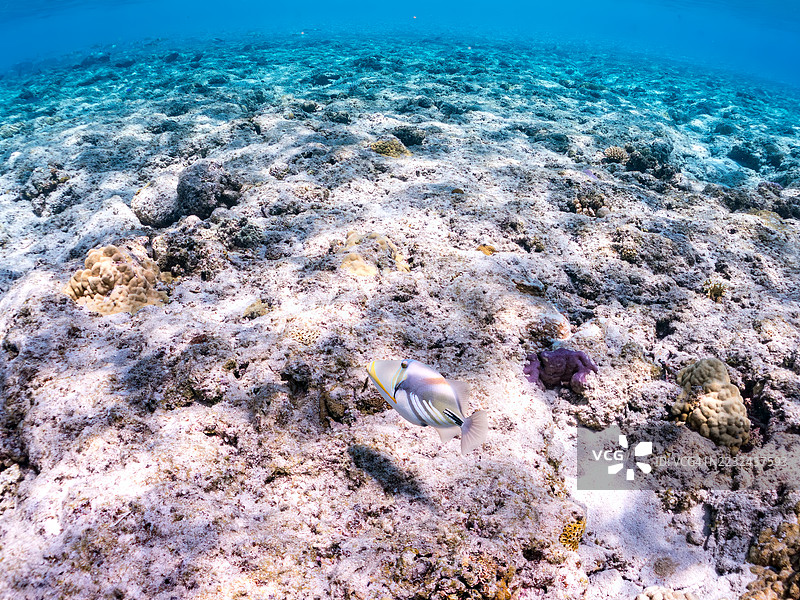 美丽的泻湖触鱼。皮卡索鱼,胡姆胡姆努库努库阿普阿(Rhinecanthus aculeatus)以及其他鱼类在美妙的珊瑚礁中。一群热带鱼。美丽的珊瑚礁和游泳的人们。Gahi岛,Zamami岛,Kerama群岛,2025年图片素材