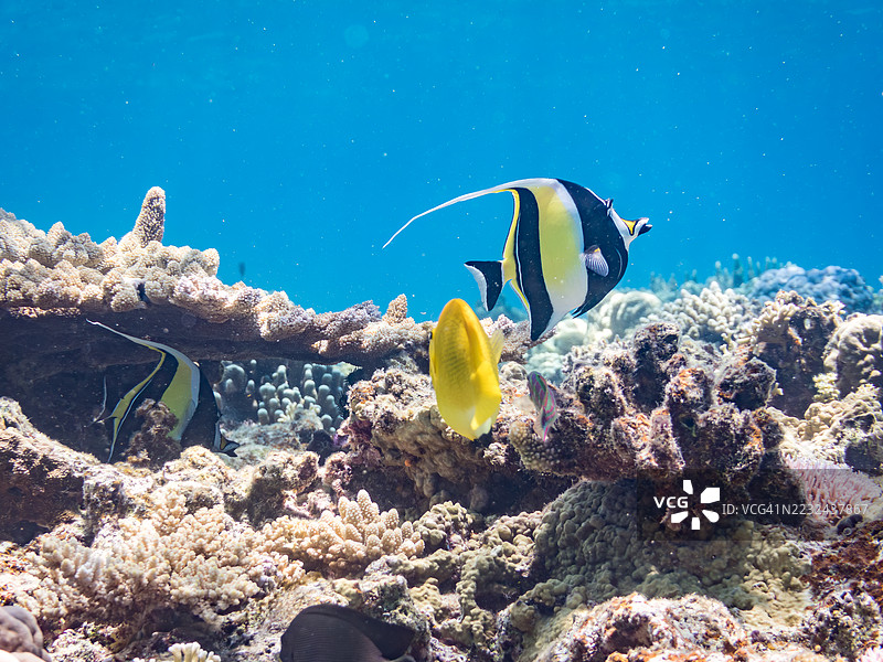 三点天使鱼，Apolemichthys trimaculatus。摩尔鱼，Zanclus cornutus。一群热带鱼。美丽的珊瑚礁和游泳的人们。Gahi岛，座间味岛，慶良間群岛，岛尻郡，冲绳 - 2025年6月29日图片素材